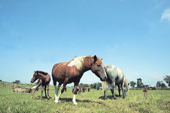 The Sky is High and the Horses are Fattening