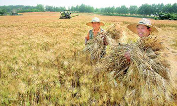 Barley