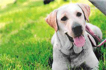Top Dog