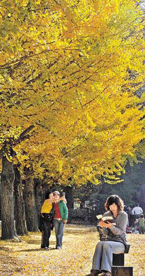 Nami Island Full of Autumn Atmosphere