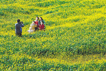 Spring Time in Jeju Island