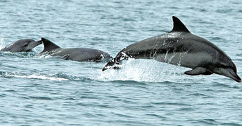 Dolphins Enjoying Spring Flowers