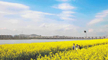 Rape Flowers