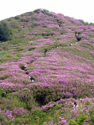 Wild Royal Azaleas Take the Burden Off My Shoulders