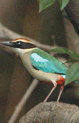 Rare Bird Found in Geoje