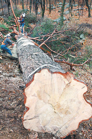 Geumgang Pine Tree to Be Reborn as Pillar for Gwanghwamun