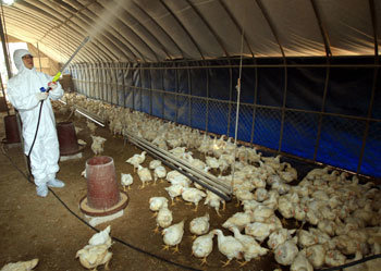 Preventing bird flu