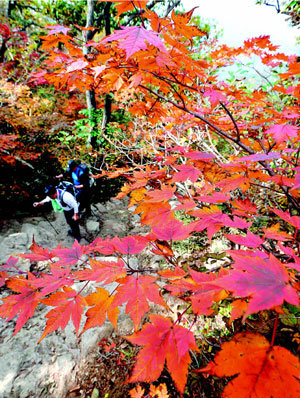 Colorful autumn leaves