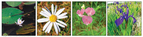 New plants found in Gangwon Province