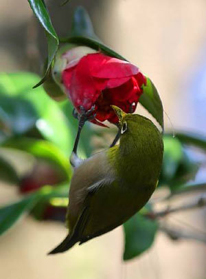 Spring scent on Jeju Island