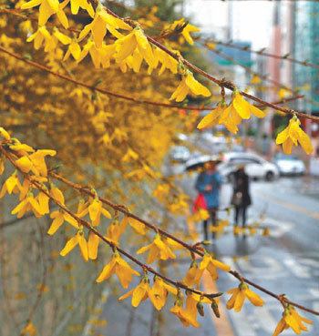 Forsythias in full bloom