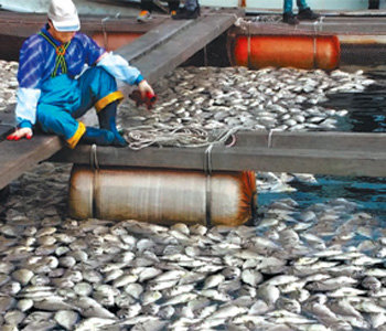 First red tide in Geoje kills hundreds of thousands of fishes
