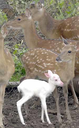 白鹿が生まれる | 東亜日報