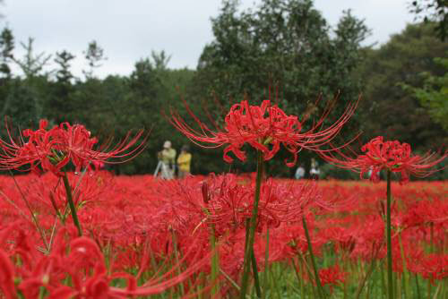 赤い花のごとく いつの間にか秋が深まる 東亜日報