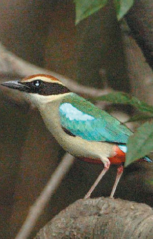 世界的に珍しい鳥 ヤイロチョウが慶南巨済で発見 東亜日報