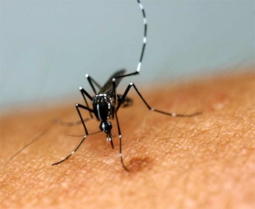 한국도 모기 전염병 안전지대 아니다