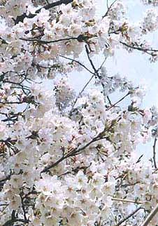 서울대공원 왕벚꽃축제