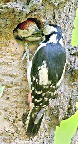 큰오색딱따구리 도심출현