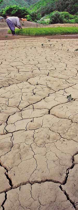 거북등 논안타까운 