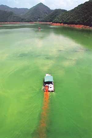 대청호 녹조 확산 비상