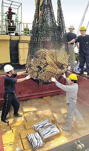 남쿠릴 꽁치 첫 하역