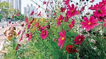 코스모스 가을 인사
