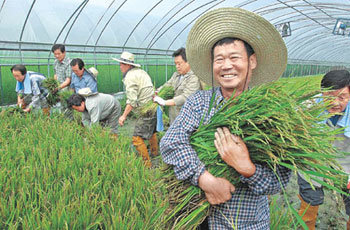 벼 올 첫 수확