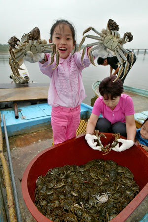 임진강 참게 풍년