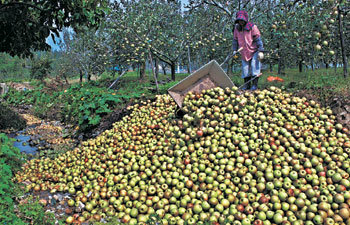자식처럼 키웠는데