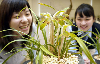 봄은 춘란향에서 시작