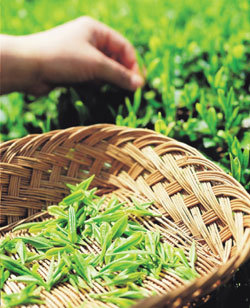 녹차 한모금 건강 두모금