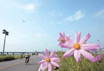 더위에 지친 코스모스