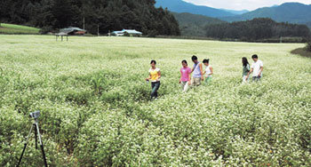 메밀꽃과 함께 가을동화 속으로