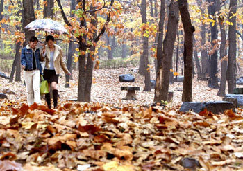 가을을 즈려밟고