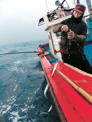 새벽 배낚시로 잡는 100% 자연산