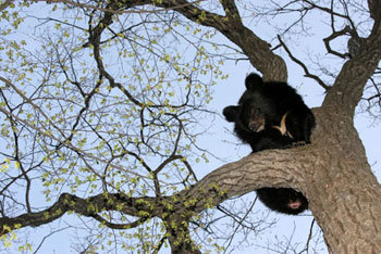 겨울잠 잘잤다 반달곰의 외출