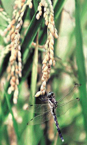 더위 물렀거라 오늘 입추