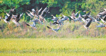 추석쇠러 왔어요 한강 하구 찾아온 철새