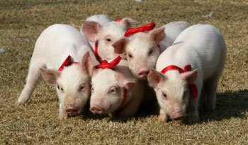 내년은 우리 해 들뜬 아기 돼지들