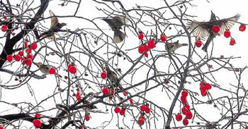 까치밥 고마워요