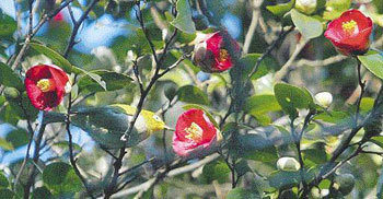 추위속 곱게 피어난 동백꽃 오늘 더 춥다