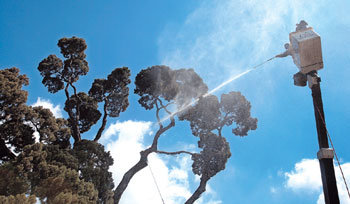 869살 향나무 새봄맞이 목욕