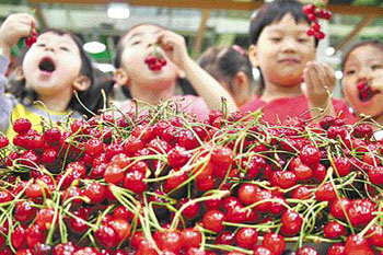 버찌 맛 우리도 알아요