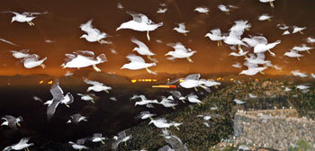 알 낳으러 왔어요