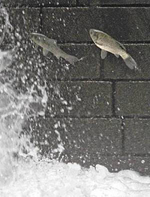 청계천 붕어들의 높이뛰기