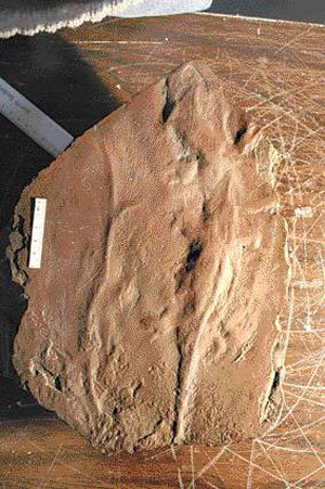 3억3000만년 전  양서류 화석 공개