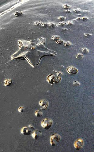 검게 타죽은 불가사리