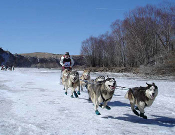 견공 100마리의 방북 사건