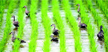친환경 벼 재배논에 찾아온 오리떼