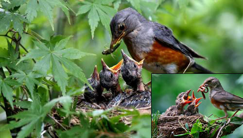 되지빠귀 가뭄 때문에 먹이가 달라졌어요  작년엔 지렁이, 올핸 곤충